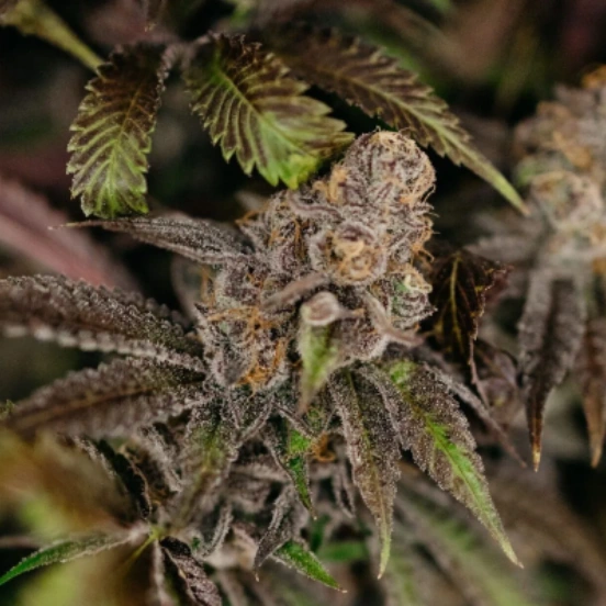 Falcon 9 Falcon 9 - Image 1